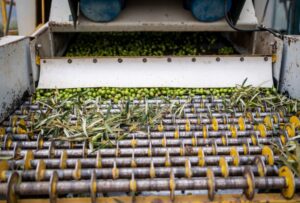 Aceite de oliva: descubre sus propiedades curativas y beneficios para la salud