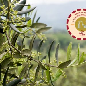 PREMIOS MEZQUITA AOVE
