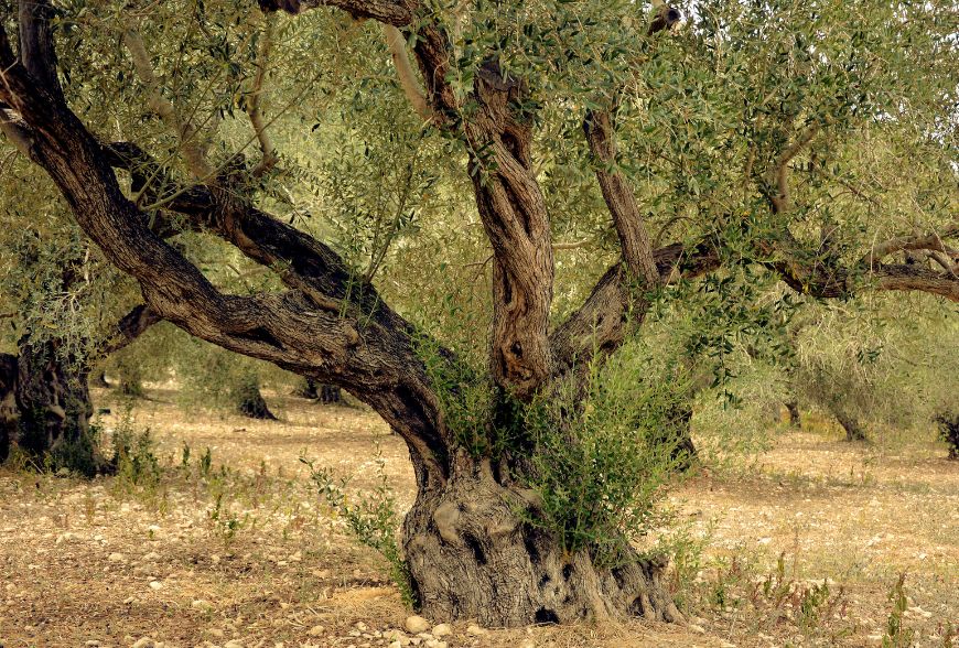 Productos de olivo