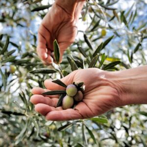 recolección aceituna