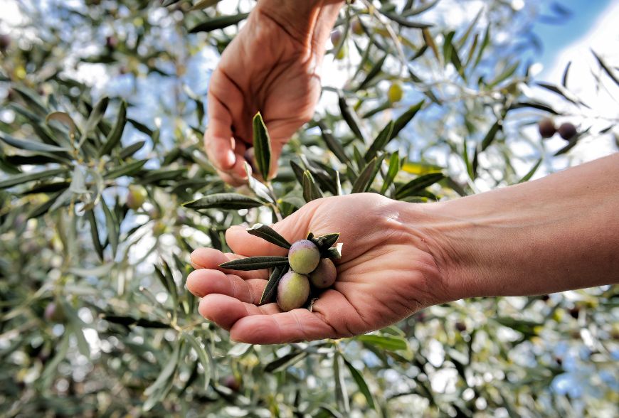 recolección aceituna