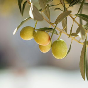 Aceite De Oliva