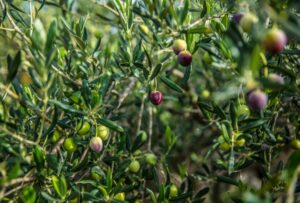 Aceite