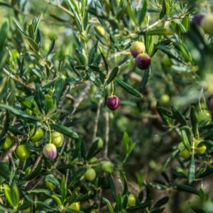 Aceite